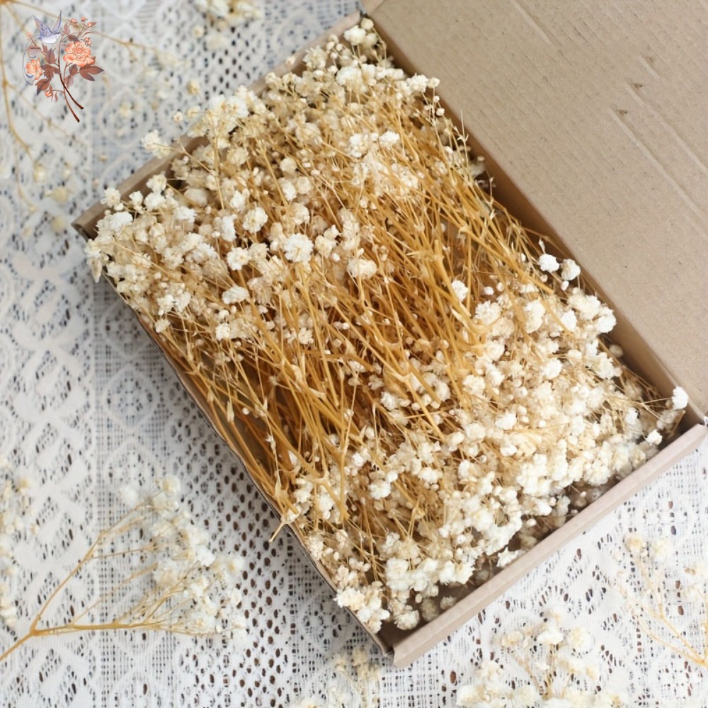 100pcs Mini Dried Baby's Breat - Craft Embellishments incelemesi ve fiyatı